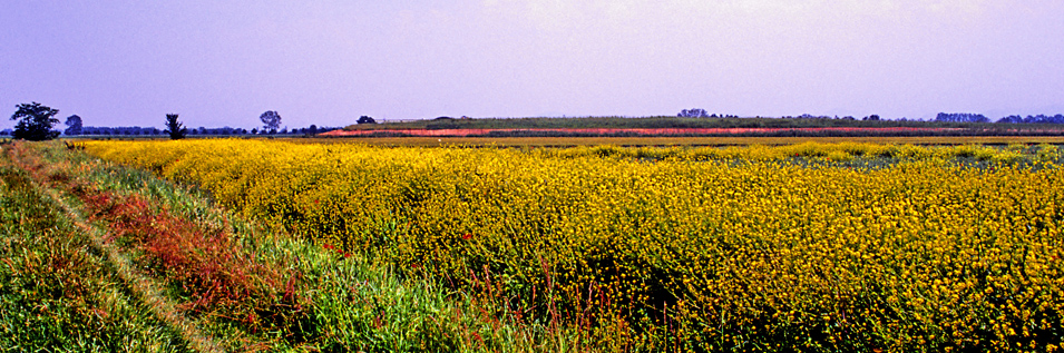 Azienda Agricola Orlandini - produzione biologica