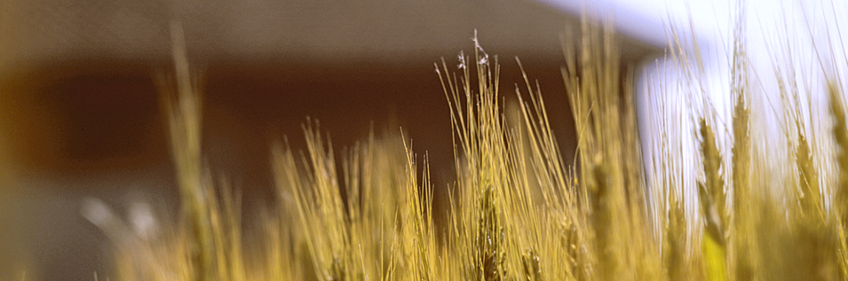 Azienda Agricola Orlandini - produzione biologica