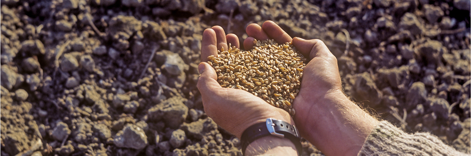 Azienda Agricola Orlandini - produzione biologica