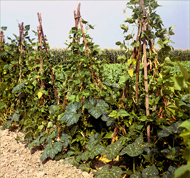 Fagioli borlotti