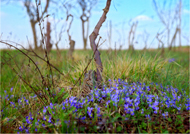 Le viole sbocciano