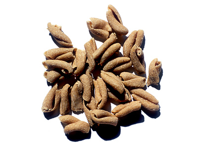 IMMAGINE: pasta di semola integrale di grano duro da agricoltura biologica - caserecce
